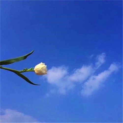 微信简单干净好看头像