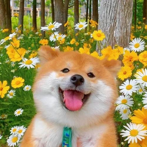 高清头像图片