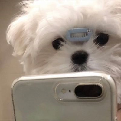 头像越怪,本人越帅