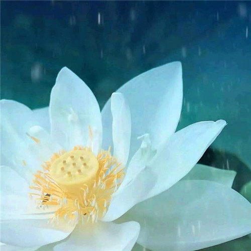佛系唯美头像图片