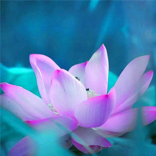 佛系唯美头像图片