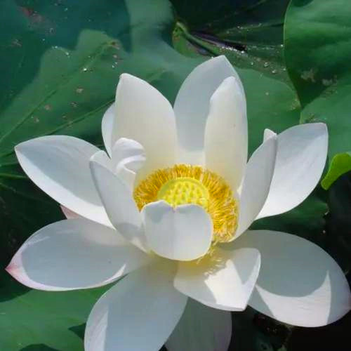 佛系唯美头像图片