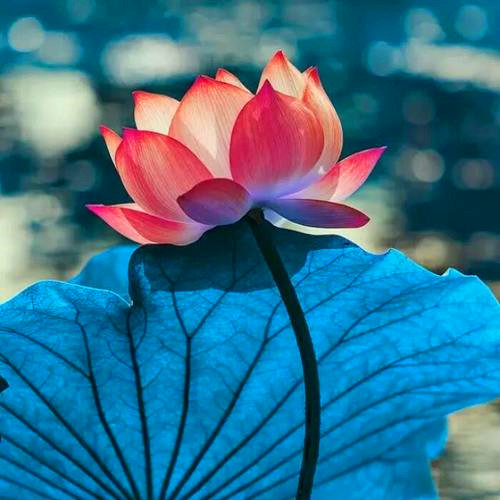 微信头像禅意静心图片