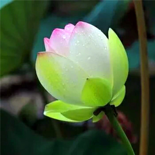 佛系图片头像禅意荷花