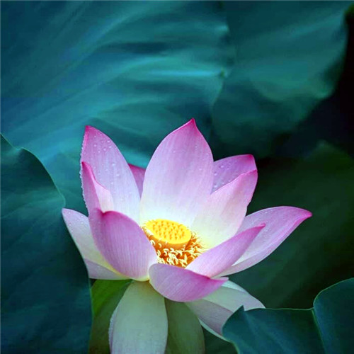 佛系图片头像禅意荷花