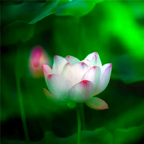 佛系图片头像禅意荷花