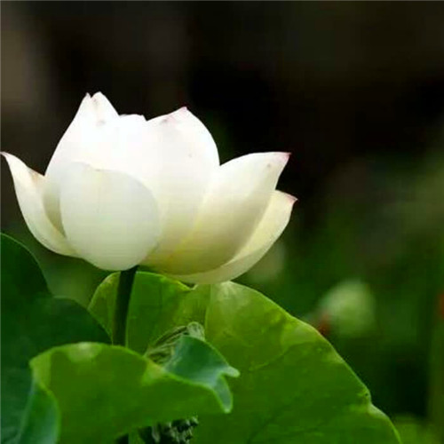 佛系图片头像禅意荷花