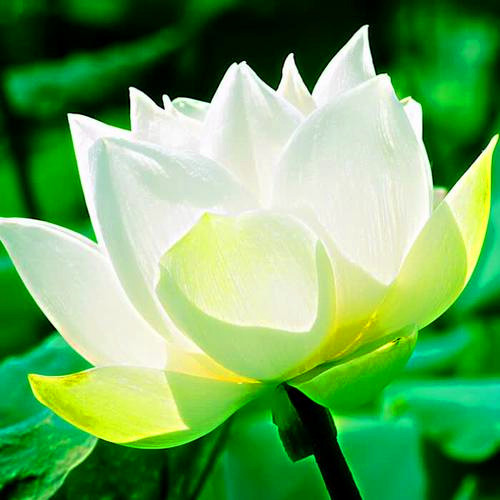 佛系图片头像禅意荷花