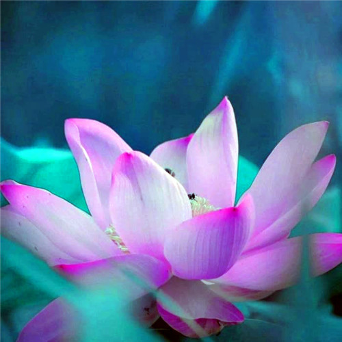 佛系图片头像禅意荷花