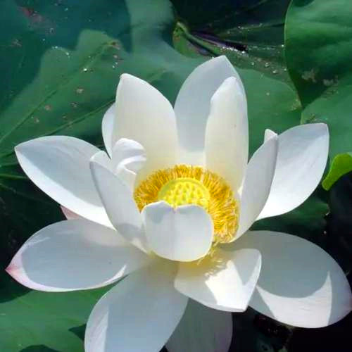 佛系图片头像禅意荷花
