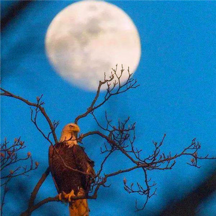 成熟男人专用头像图片