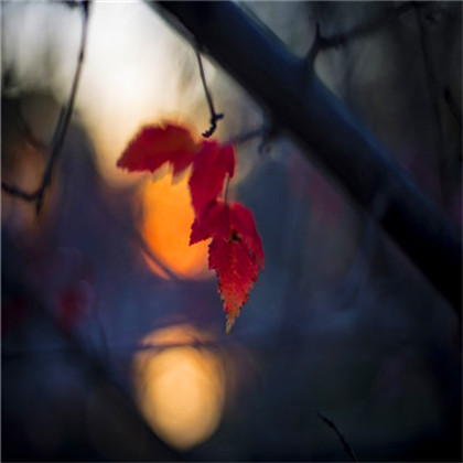 成熟男人专用头像图片