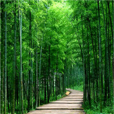 微信头像山水风景图片