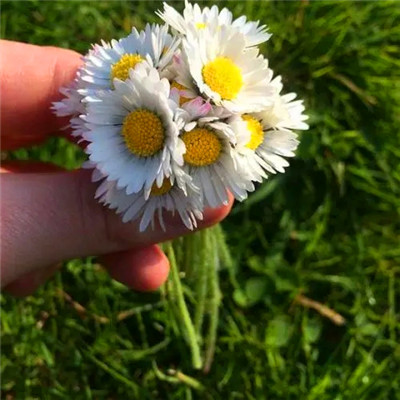 适合女生的小雏菊花图片头像