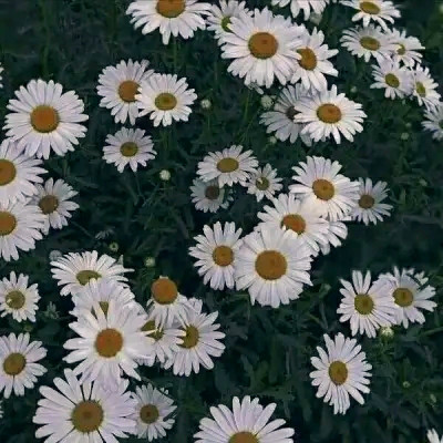 适合女生的小雏菊花图片头像