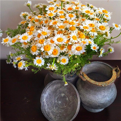 适合女生的小雏菊花图片头像