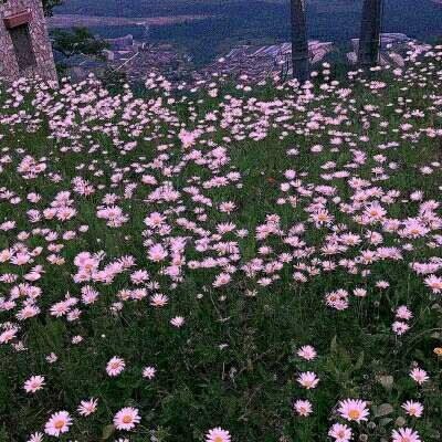 适合女生的小雏菊花图片头像
