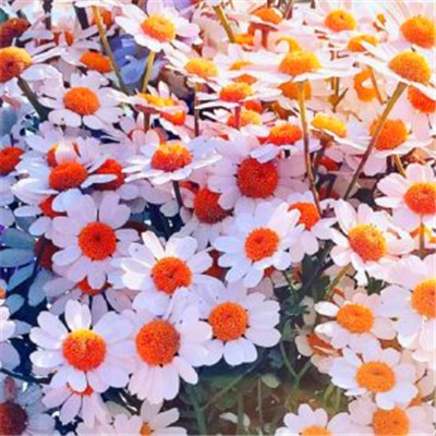 适合女生的小雏菊花图片头像