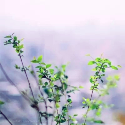 唯美风景头像图片大全高清