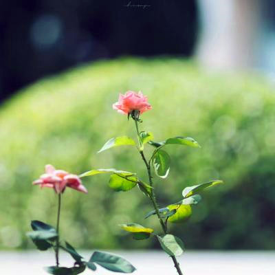 唯美风景头像图片大全高清