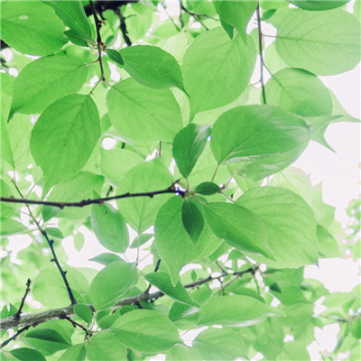 唯美风景头像图片大全高清