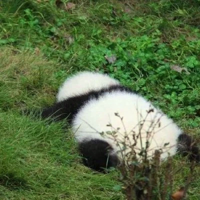 超搞笑头像图片