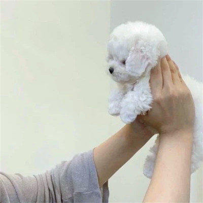 沙雕头像