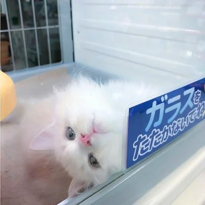 十分沙雕的头像
