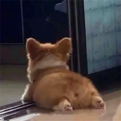超火的摆烂头像