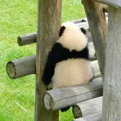 超火的摆烂头像