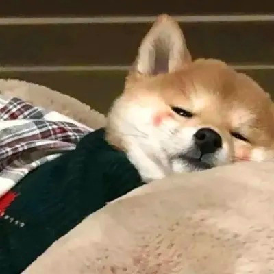超火的摆烂头像