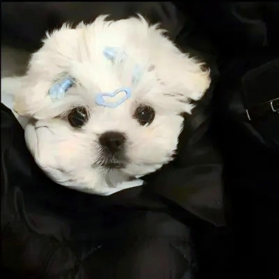 超火的摆烂头像