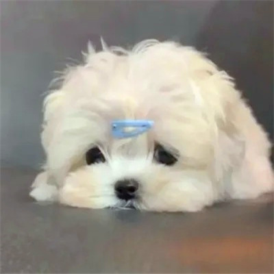 超火的摆烂头像