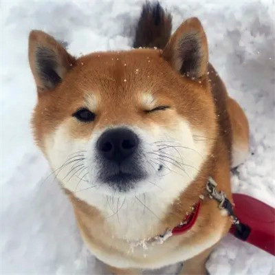 沙雕头像