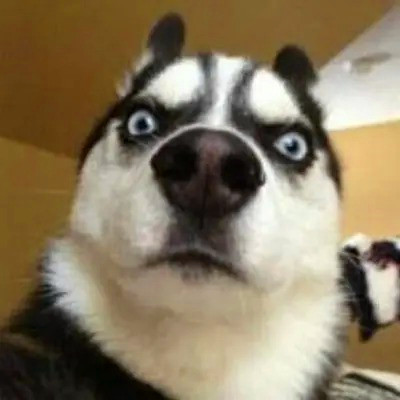 头像图片2025最火爆沙雕