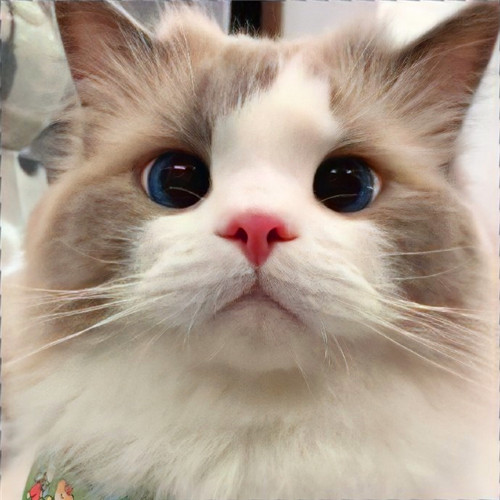 可爱小猫咪头像卡哇伊图片