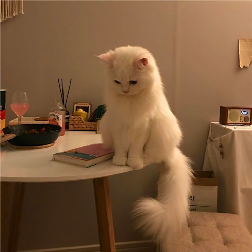 可爱小猫咪头像卡哇伊图片
