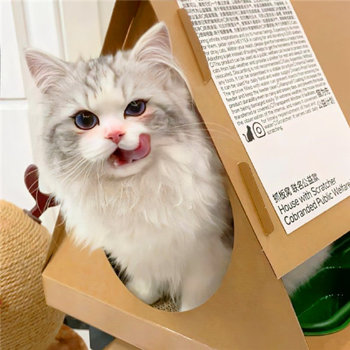 可爱小猫咪头像卡哇伊图片