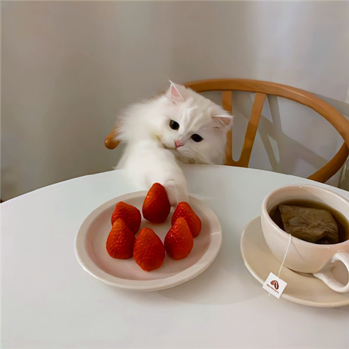 可爱小猫咪头像卡哇伊图片