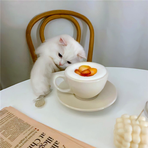 可爱小猫咪头像卡哇伊图片