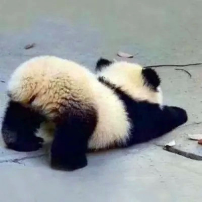 可爱的小动物头像图片