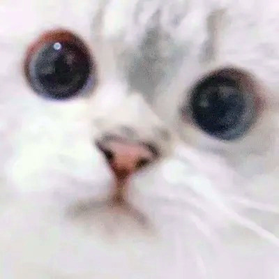 可爱的小动物头像图片