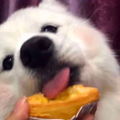 可爱的小动物头像图片