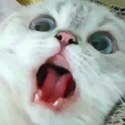 可爱的小动物头像图片