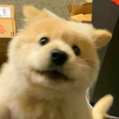 可爱的小动物头像图片