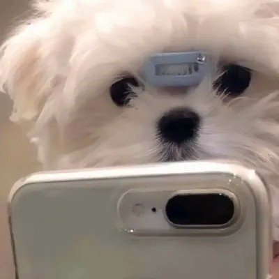 可爱的小动物头像图片