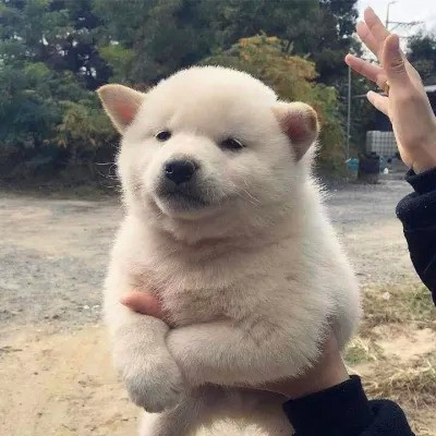 可爱的小动物头像图片