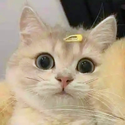 可爱的小动物头像图片
