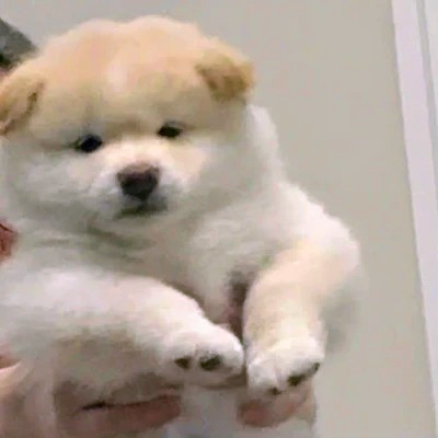 可爱的小动物头像图片