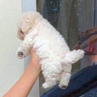 可爱的小动物头像图片